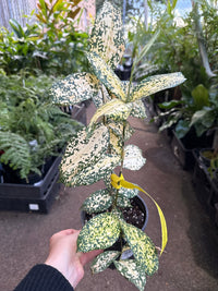 Dracaena 'Gold Dust' (Dracaena surculosa) - Ladybird Nursery