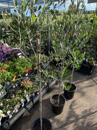 Olive 'Saint Helena' - Advanced (PICK UP ONLY) - Ladybird Nursery