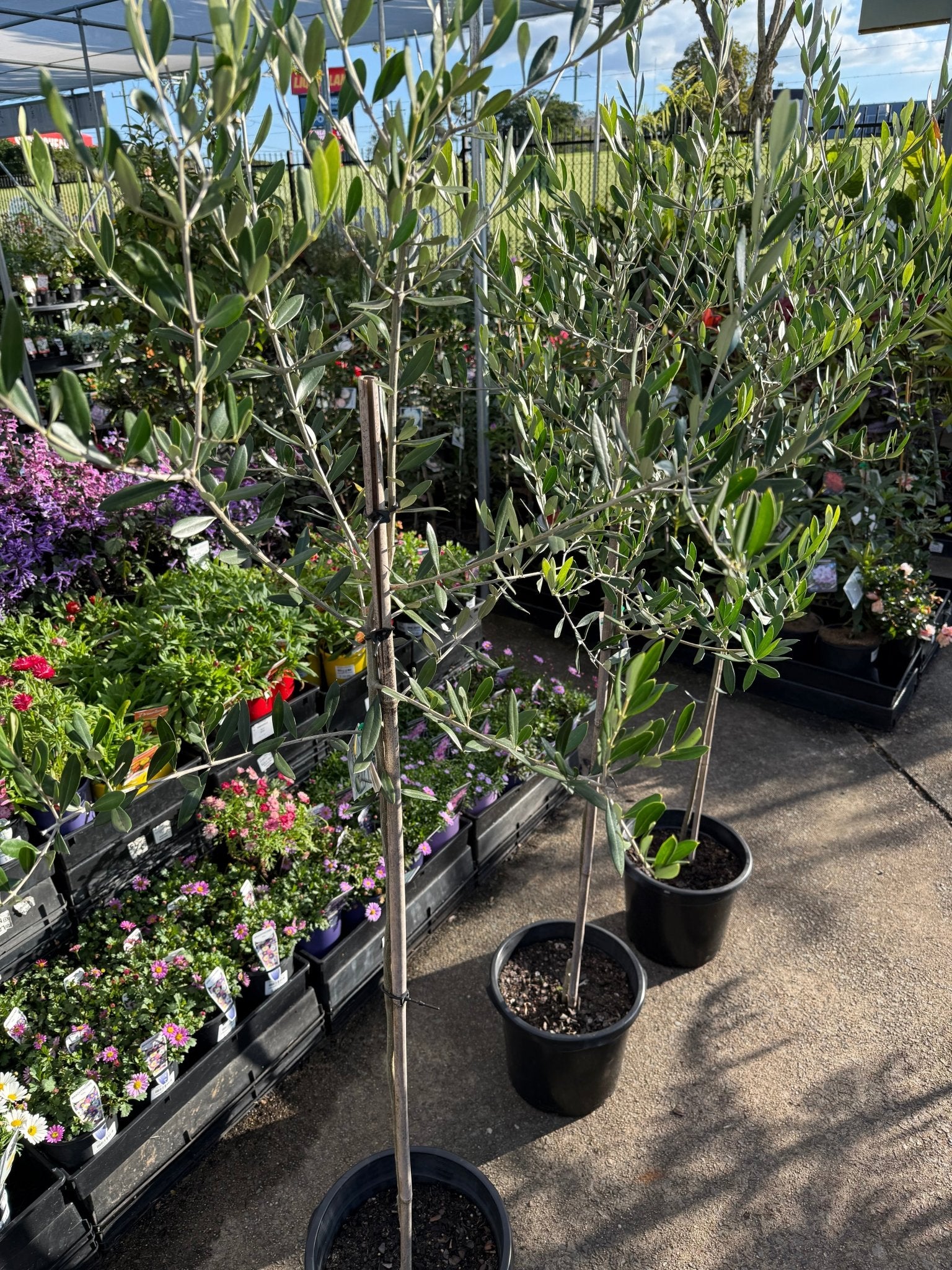 Olive 'Saint Helena' - Advanced (PICK UP ONLY) - Ladybird Nursery