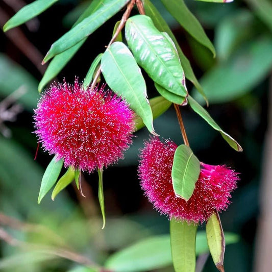 Lilly Pilly 'Powder Puff' (Syzygium wilsonii) - Ladybird Nursery