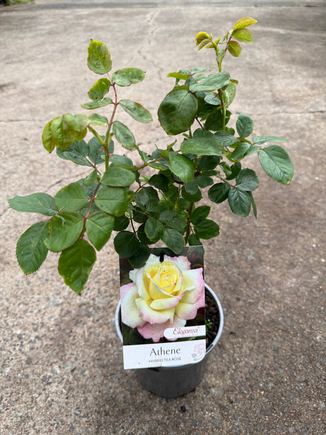 Rose 'Athene'