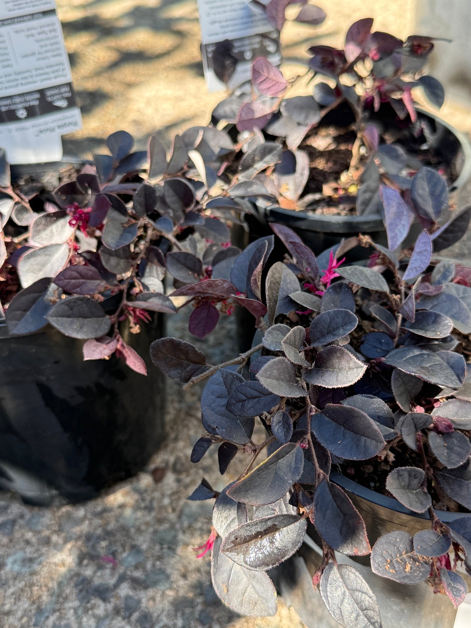 Loropetalum Purple Pixie™ (Loropetalum chinense) - Ladybird Nursery