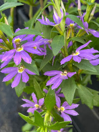 Fan Flower 'Fairy Blue' (Scaevola aemula) - Ladybird Nursery