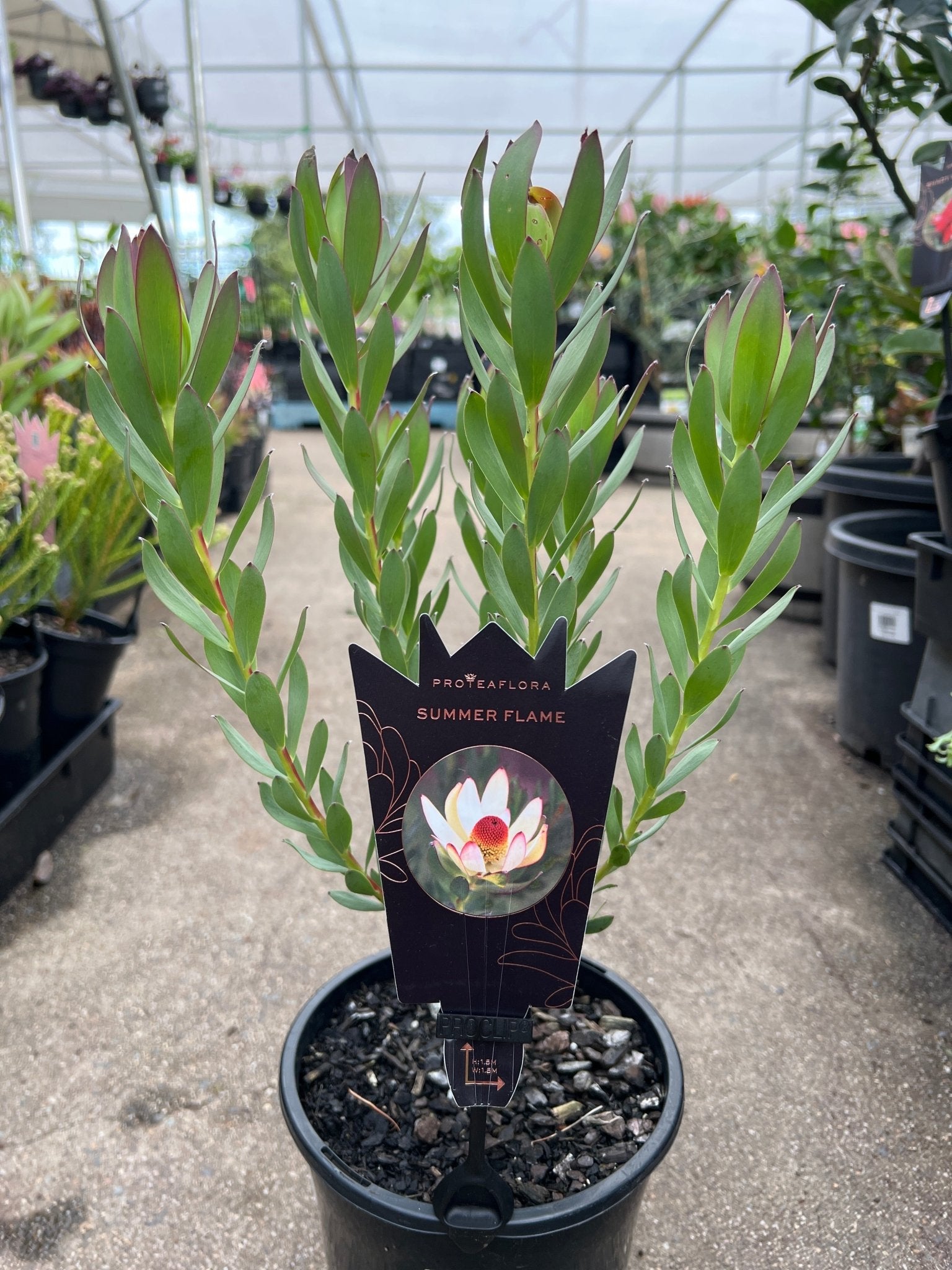 Leucadendron 'Summer Flame' - Ladybird Nursery