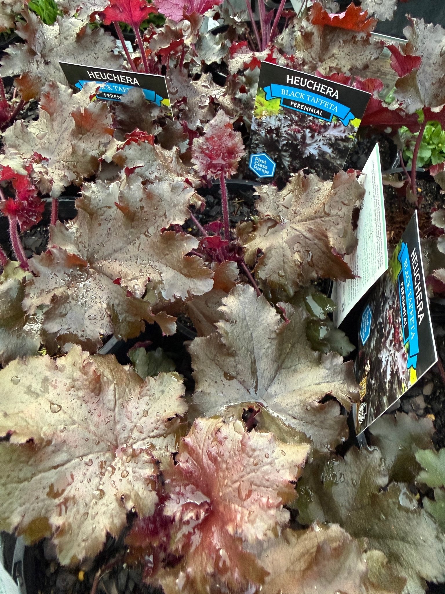 Heuchera 'Black Taffeta' (Heuchera sanguinea) - Ladybird Nursery