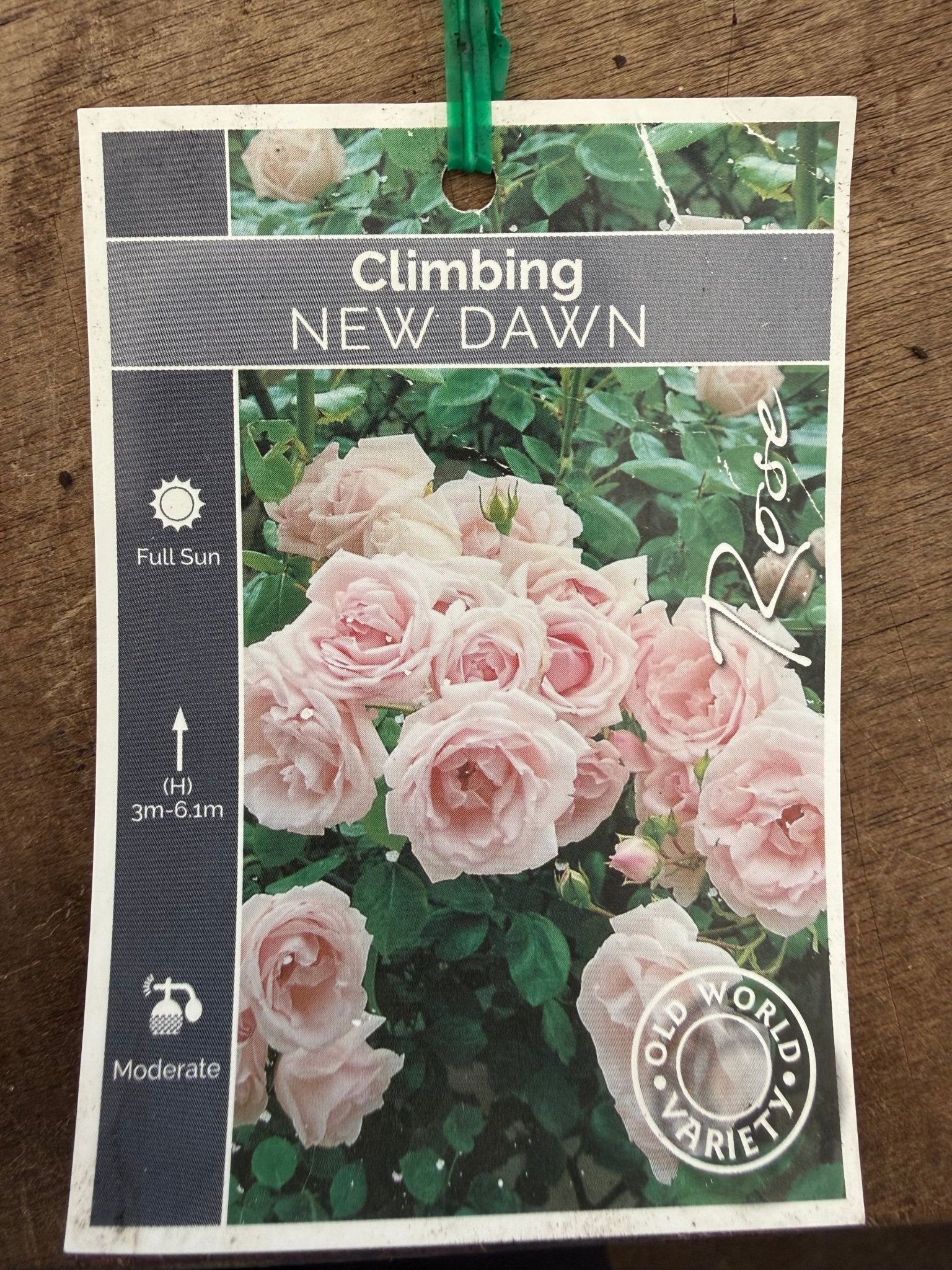 Rose ‘New Dawn’ - Ladybird Nursery