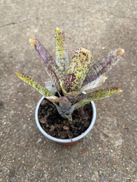 Bromeliad (Neoregelia Pauciflora) - Ladybird Nursery