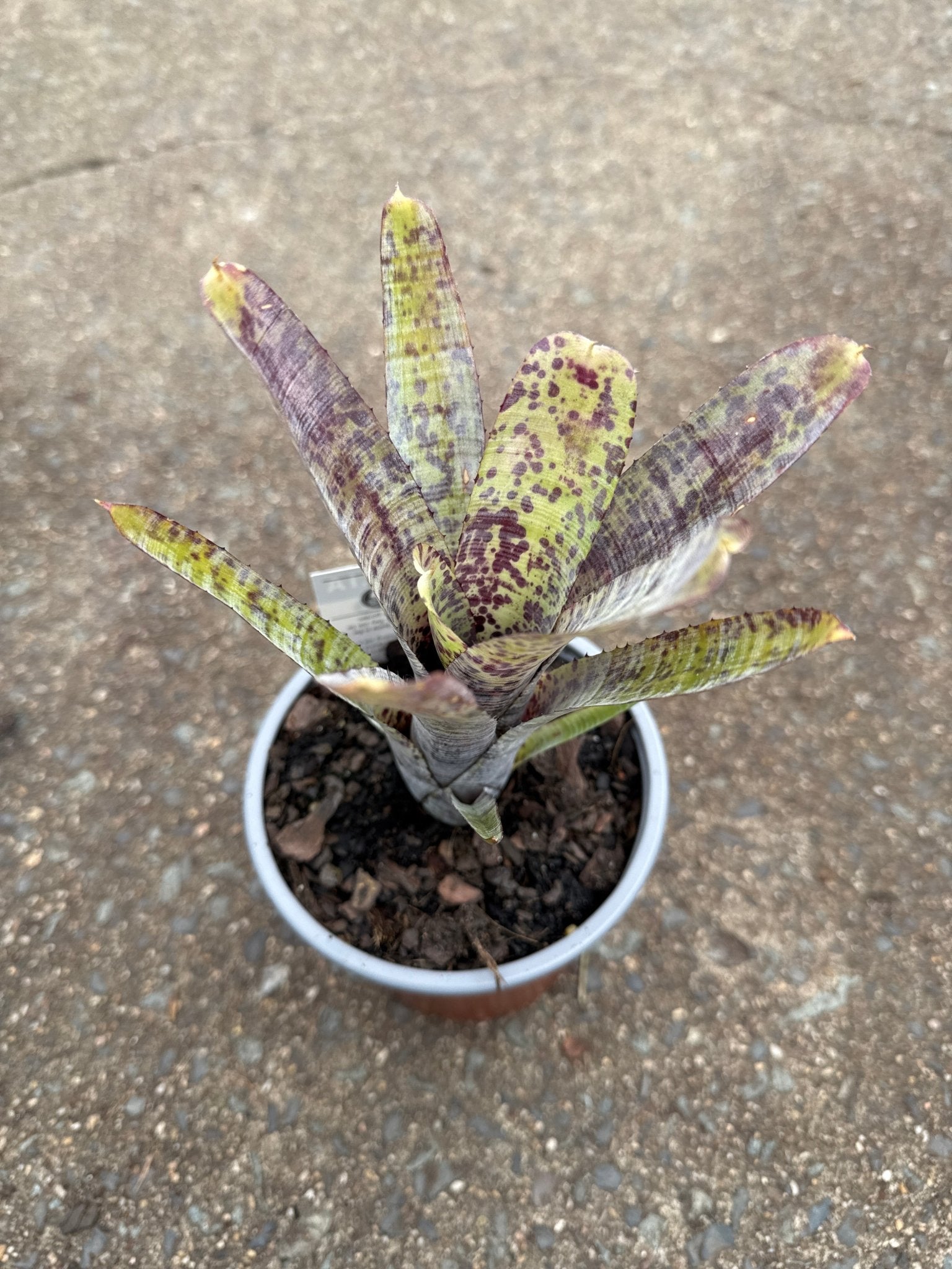 Bromeliad (Neoregelia Pauciflora) - Ladybird Nursery