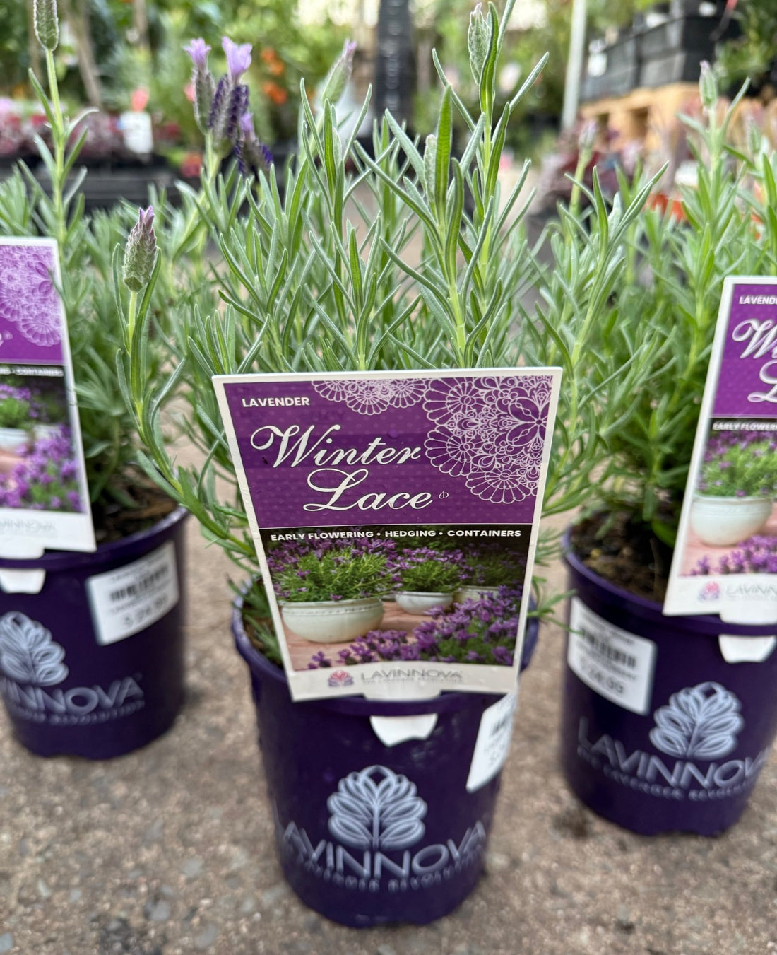 Lavender 'Winter Lace' - Ladybird Nursery
