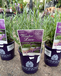 Lavender 'Winter Lace' - Ladybird Nursery