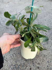 Banksia 'Pygmy Possum' (Banksia serrata) - Ladybird Nursery