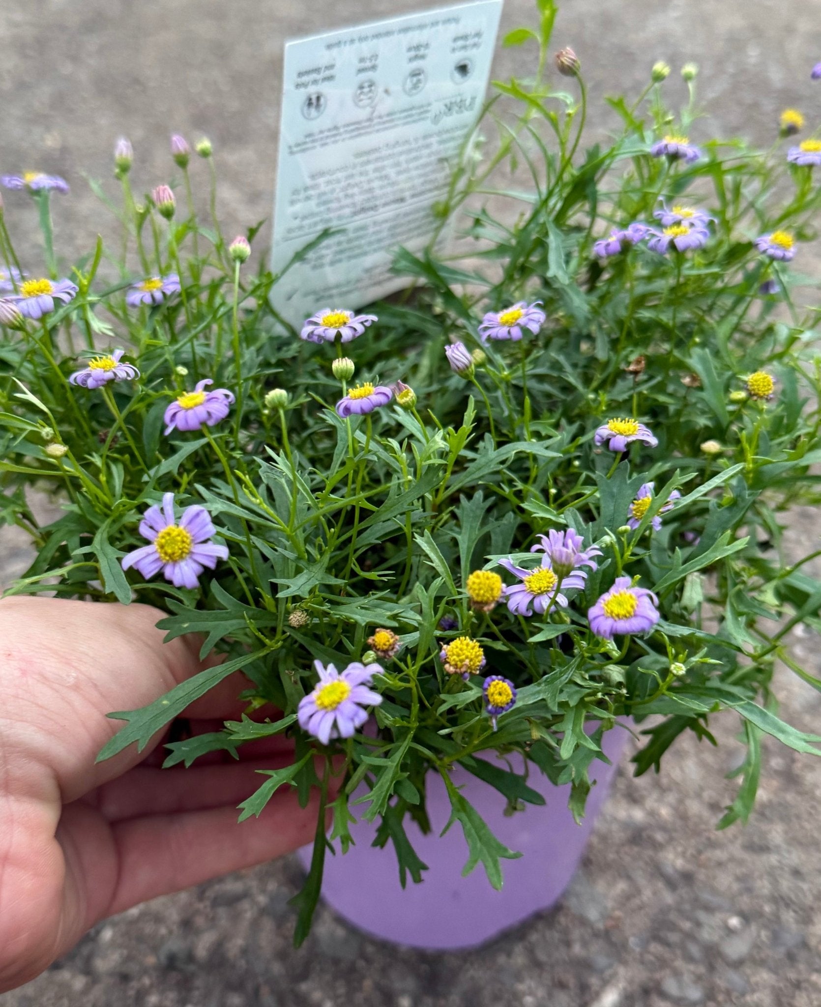 Swan River Daisy ‘Mauve Delight’ (Brachyscome) - Ladybird Nursery