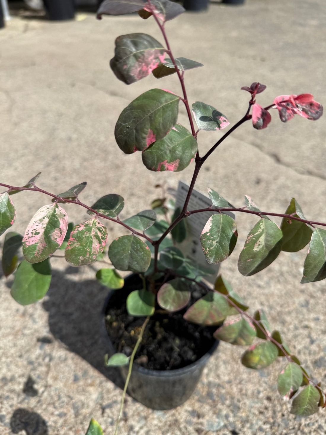 Breynia Nivosa Rosea - Ladybird Nursery