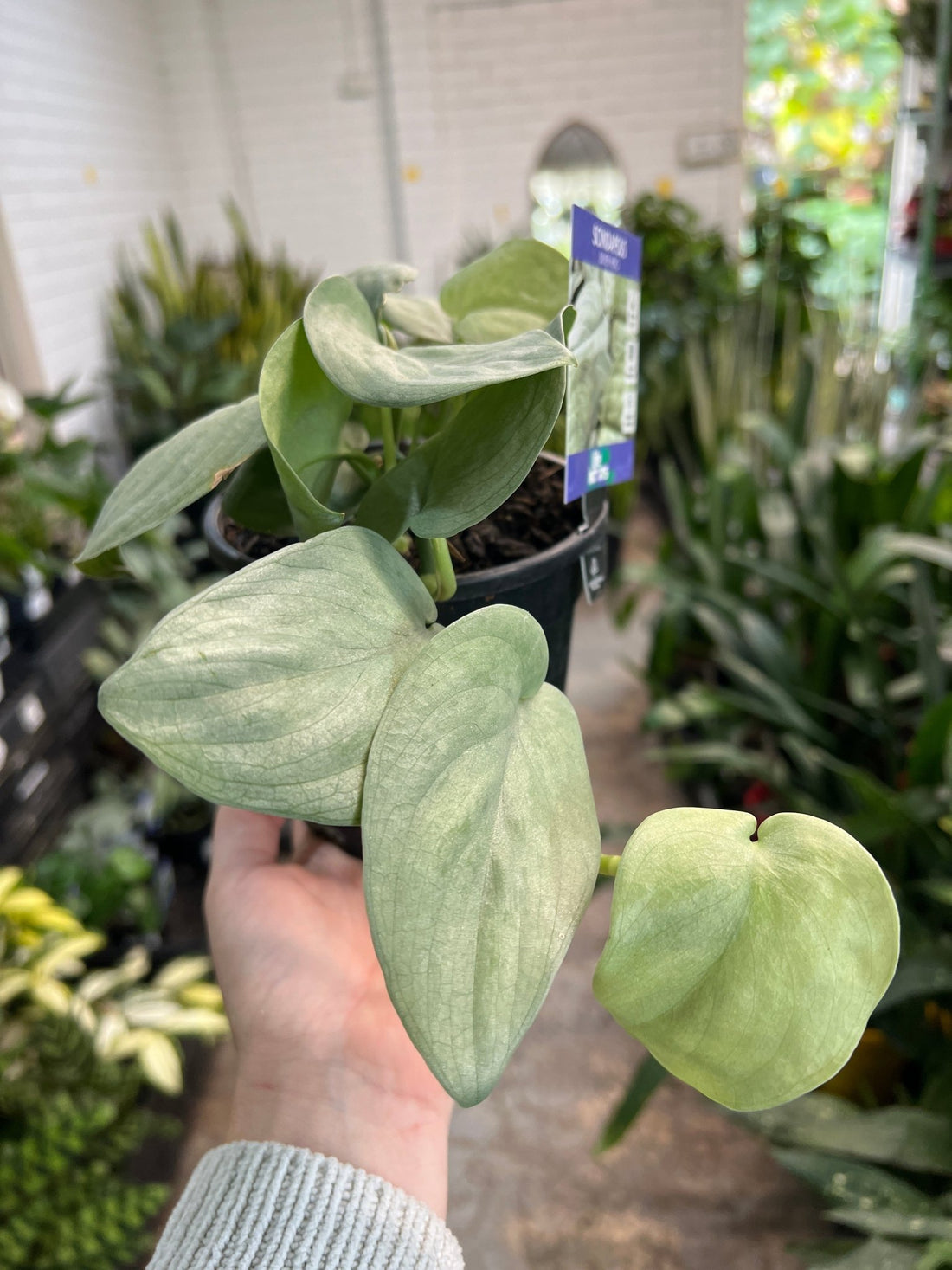 Scindapsus 'Silver Hero' - Ladybird Nursery