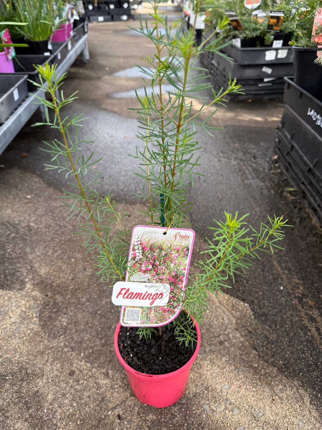 Boronia 'Flamingo' - Ladybird Nursery