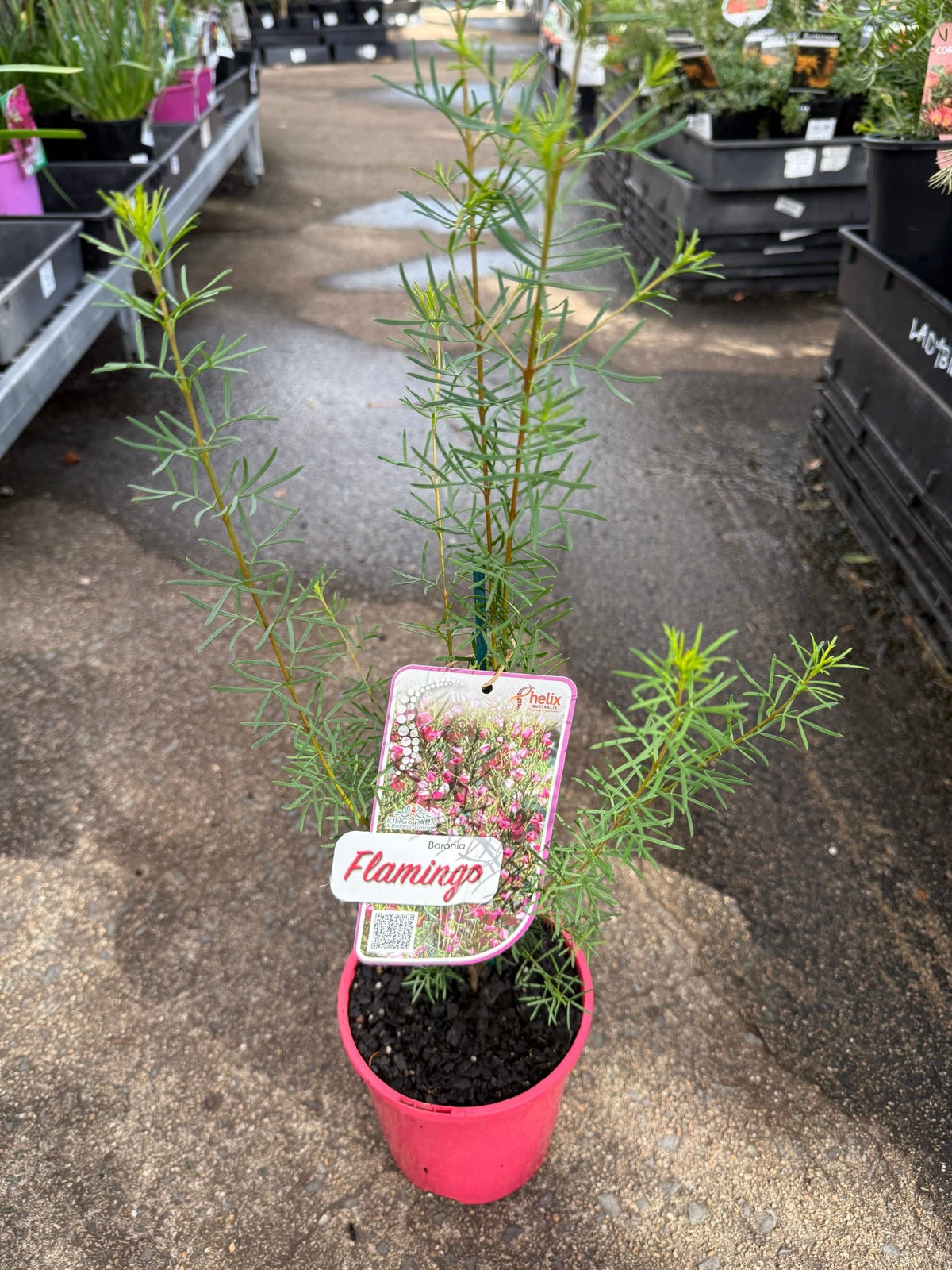 Boronia 'Flamingo' - Ladybird Nursery