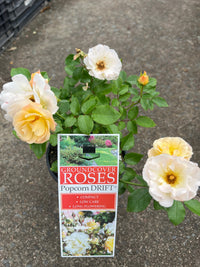 Rose DRIFT® Popcorn (Rosa) - Ladybird Nursery