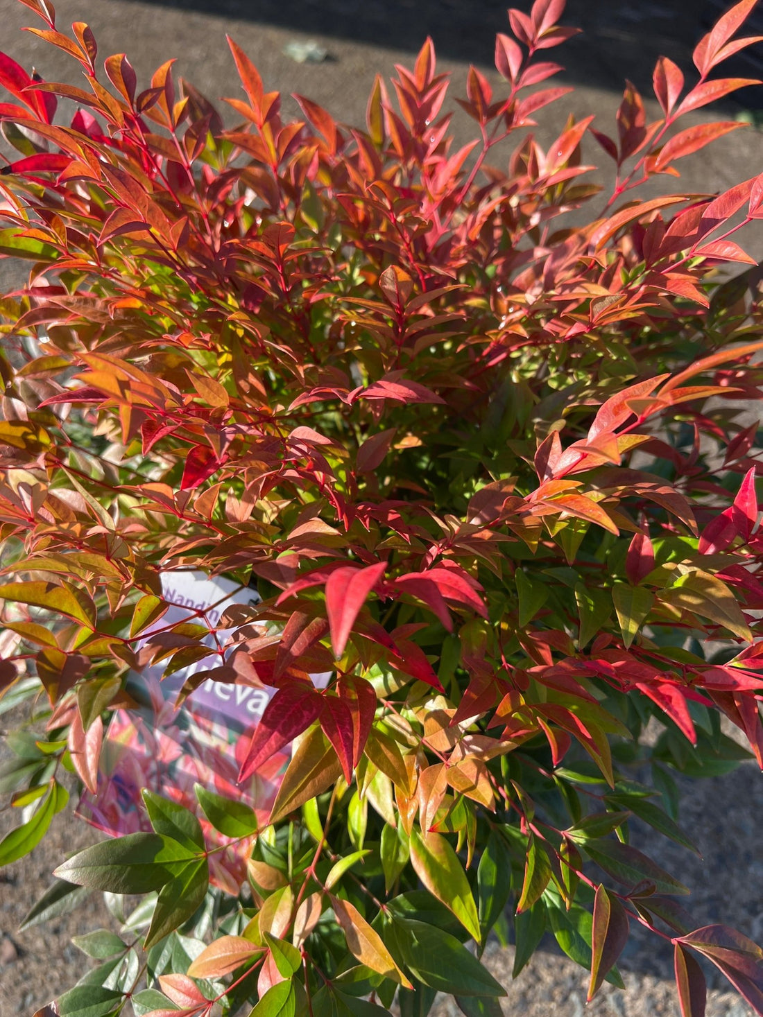 Sunset Boulevard (Nandina domestica) - Ladybird Nursery