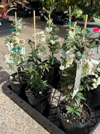 Spirea Double White May (Spiraea) - Ladybird Nursery