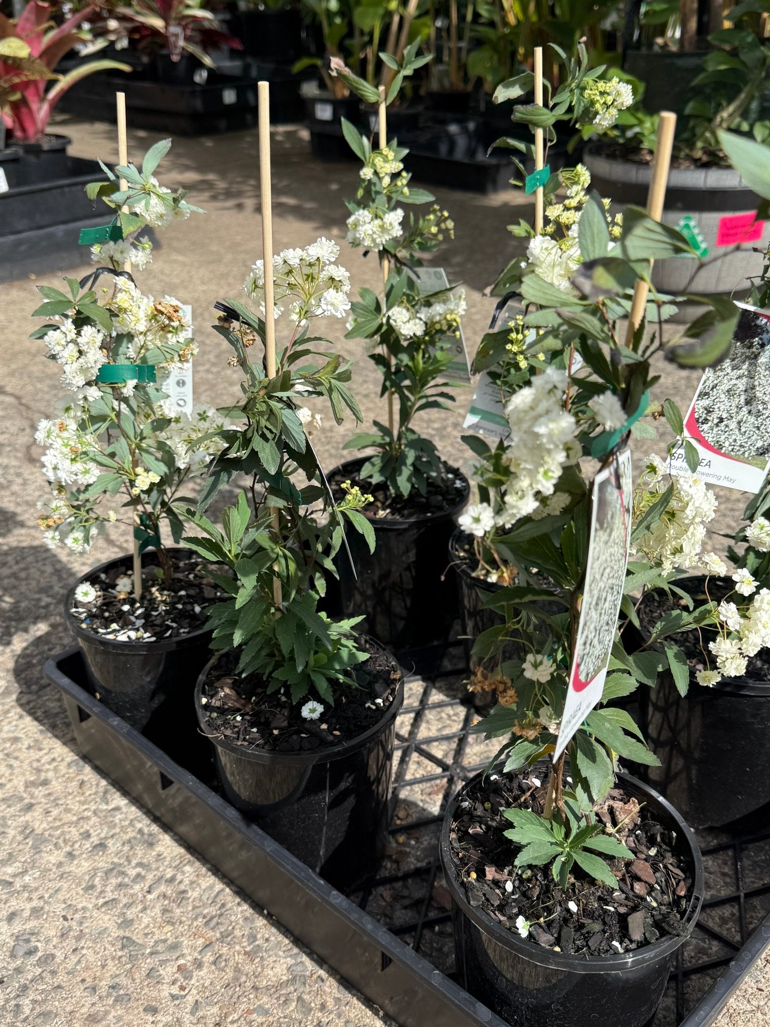 Spirea Double White May (Spiraea) - Ladybird Nursery