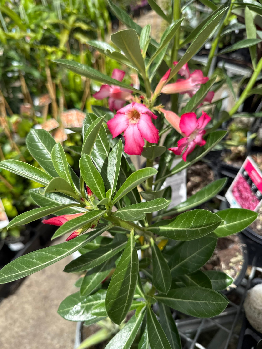 Desert Rose (Adenium obesum) - Ladybird Nursery