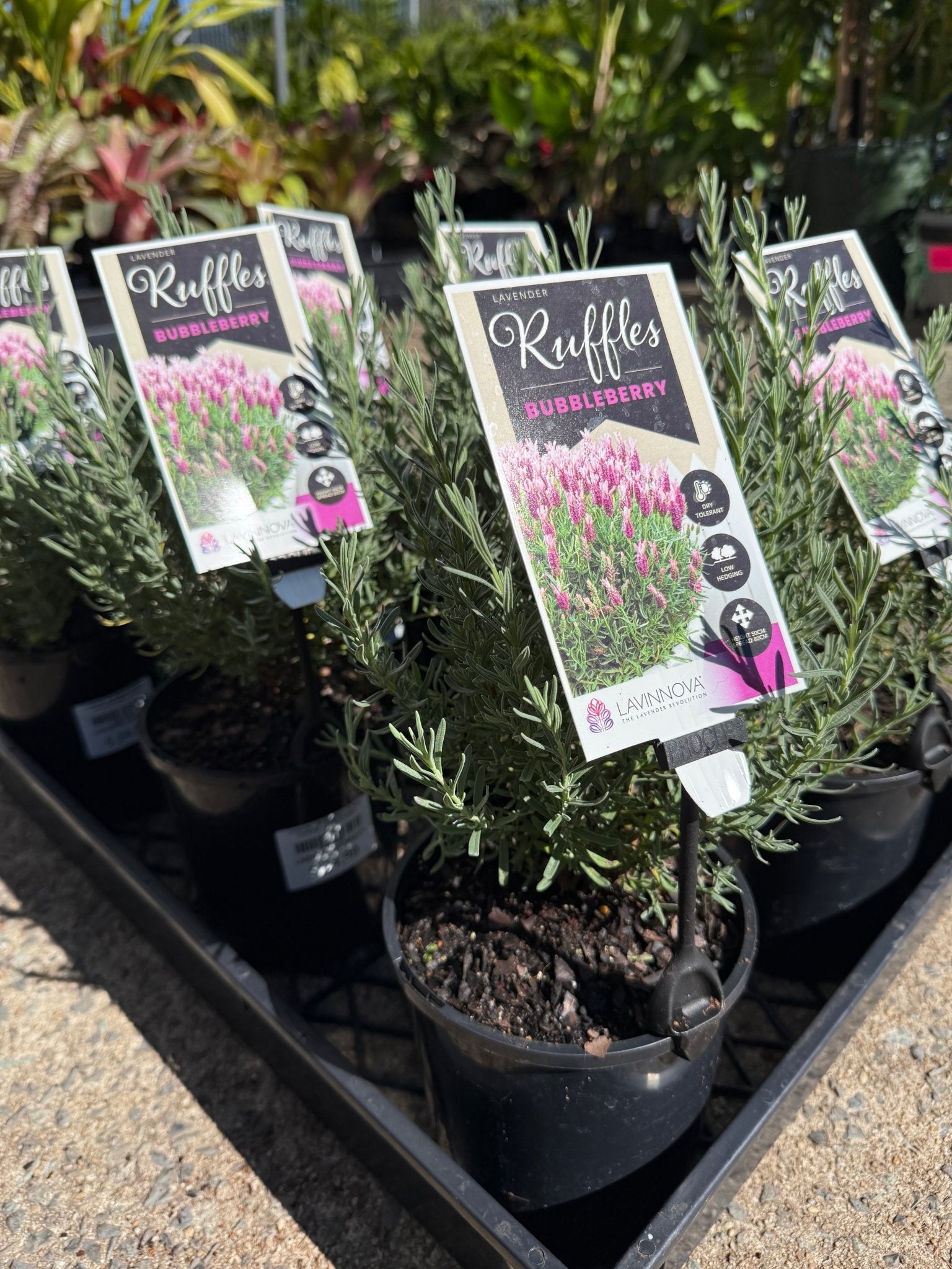 Lavender 'Bubbleberry Ruffles' (Lavandula pedunculata) - Ladybird Nursery