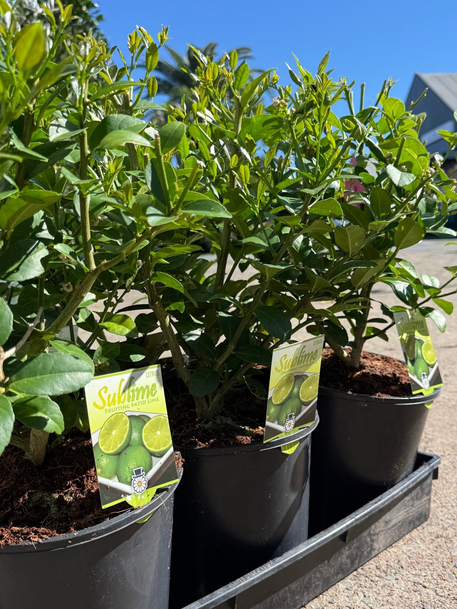 Dwarf Lime 'Sublime' (QLD Only) - Ladybird Nursery