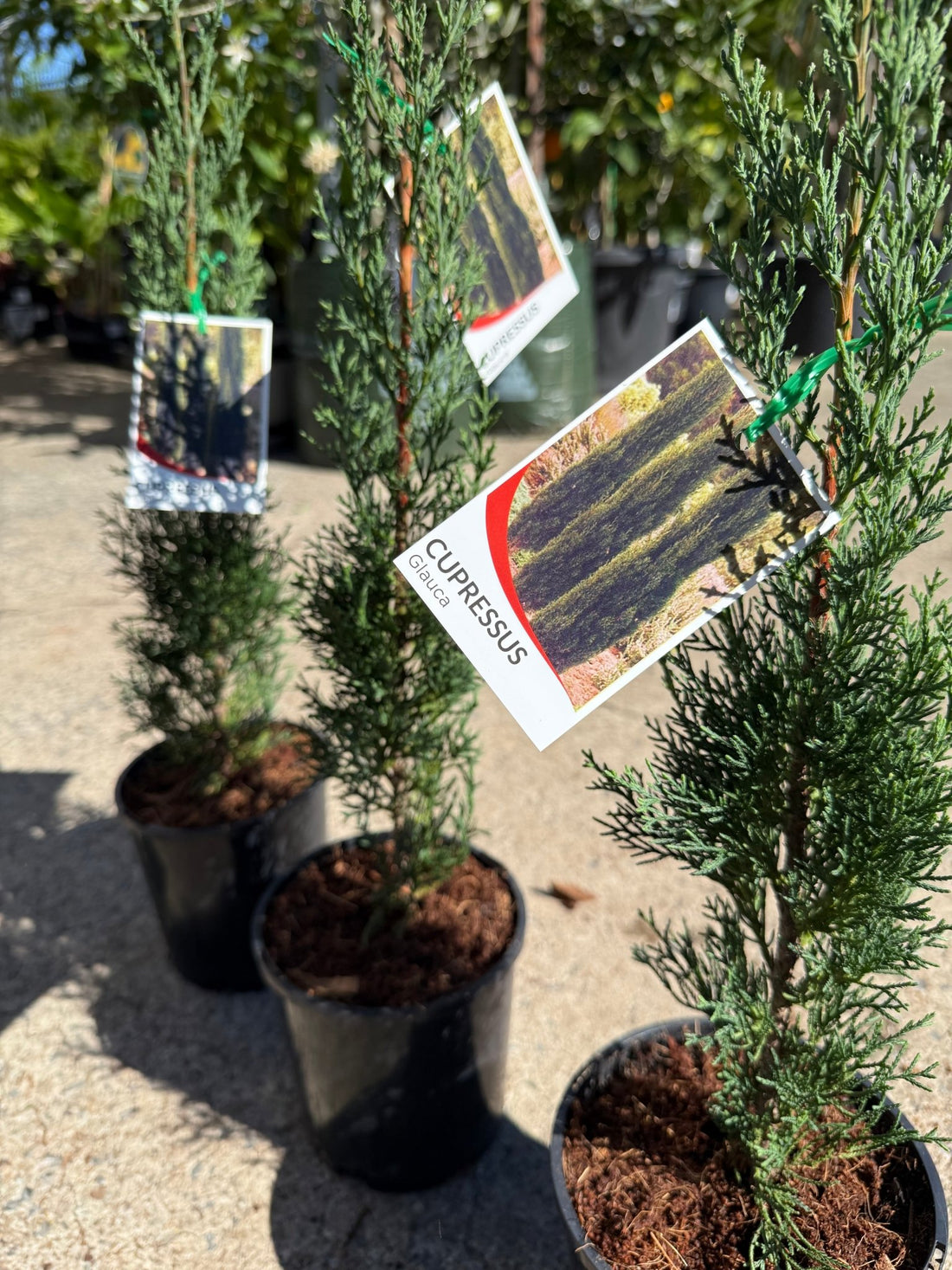 Italian Pencil Pine Glauca (Cupressus sempervirens) - Ladybird Nursery