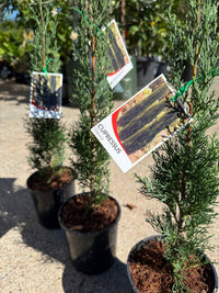 Italian Pencil Pine Glauca (Cupressus sempervirens) - Ladybird Nursery