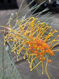 Grevillea 'Honey Gem' - Large - Ladybird Nursery