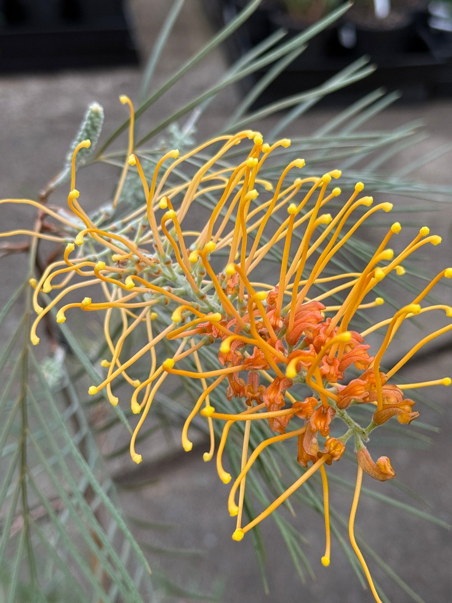 Grevillea 'Honey Gem' - Large - Ladybird Nursery