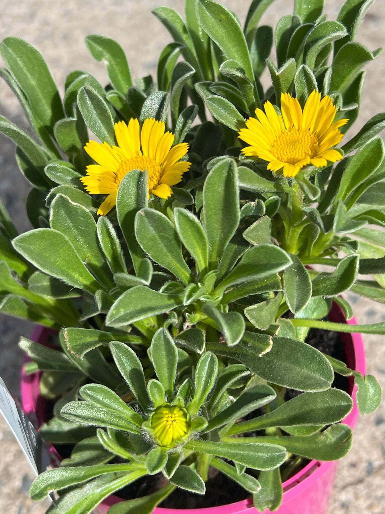 Asteriscus maritimus 'Teris Yellow Improved' - Ladybird Nursery