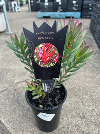 Red Devil (Leucadendron salignum) - Ladybird Nursery