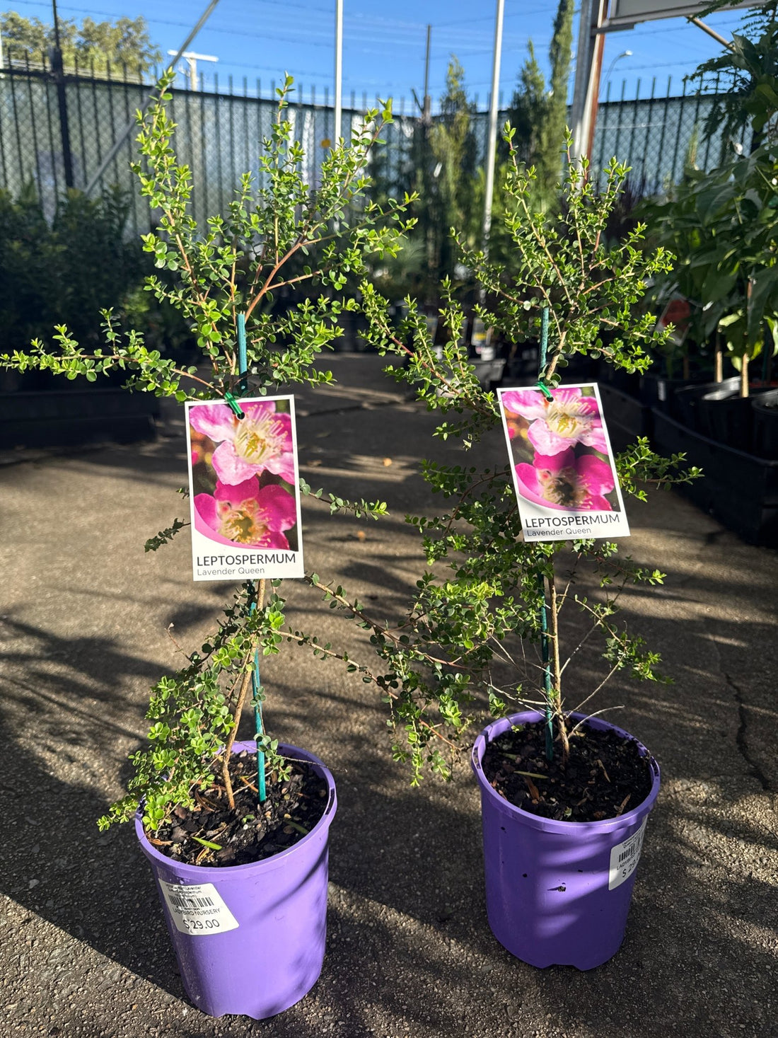 Leptospermum Lavender Queen (Leptospermum rotundifolium) - Ladybird Nursery