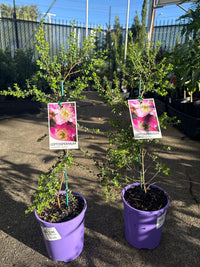 Leptospermum Lavender Queen (Leptospermum rotundifolium) - Ladybird Nursery