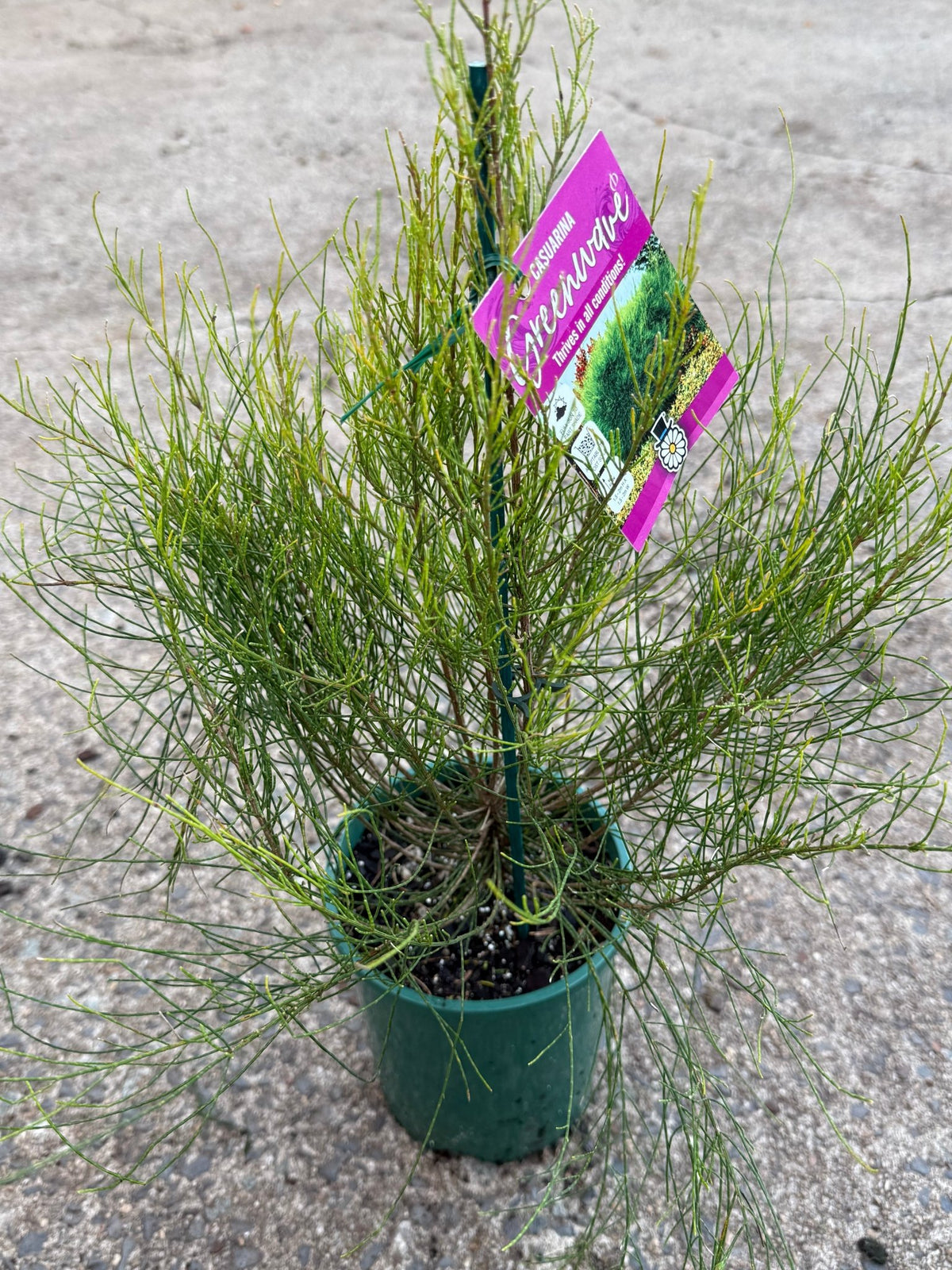 Casuarina glauca 'Greenwave' - Ladybird Nursery