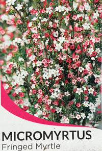 Fringe Myrtle (Micromyrtus ciliata) - Ladybird Nursery