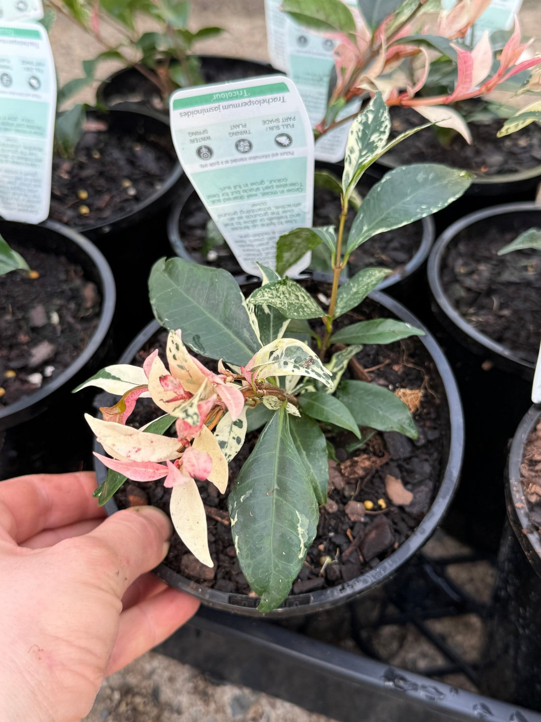 Jasmine 'Tricolour’ (Trachelospermum jasminoides) - Ladybird Nursery