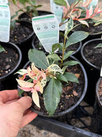 Jasmine 'Tricolour’ (Trachelospermum jasminoides) - Ladybird Nursery