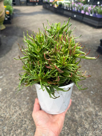 Kalanchoe tarantula - Ladybird Nursery