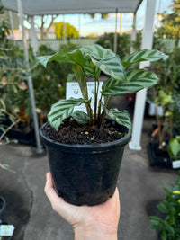 Prayer Plant 'Freddy' (Calathea concinna) - Ladybird Nursery