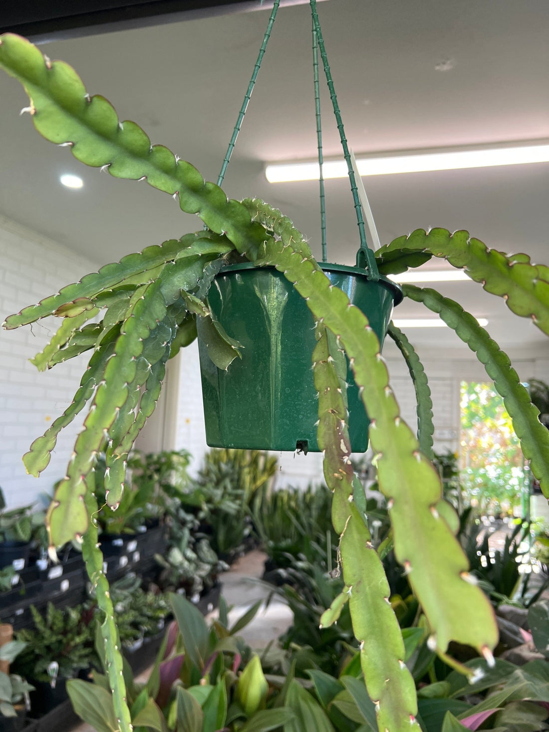 'Rhipsalis' Hanging basket - Ladybird Nursery