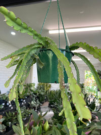 'Rhipsalis' Hanging basket - Ladybird Nursery