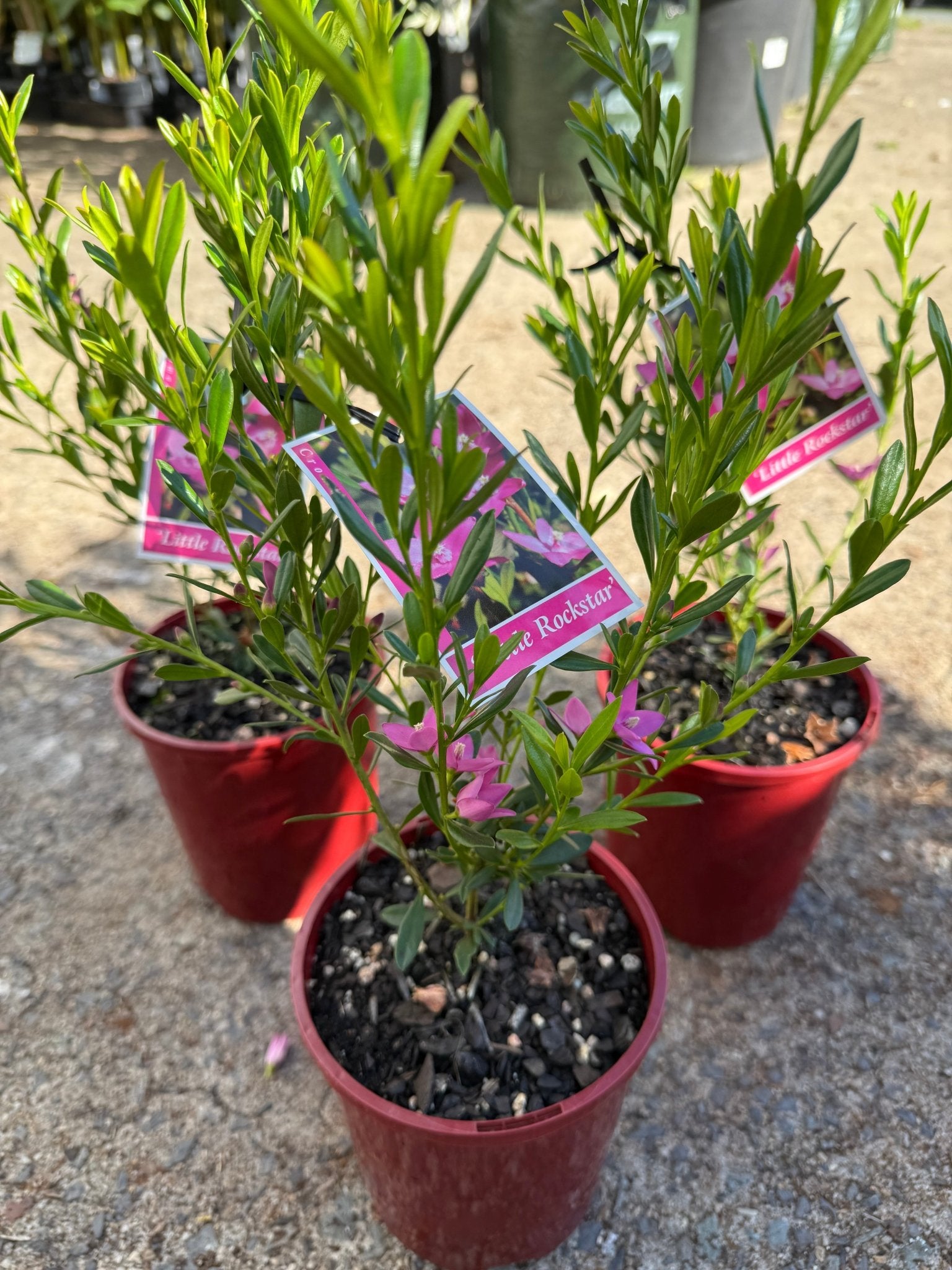 Crowea 'Little Rockstar' - Ladybird Nursery