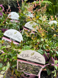 Midyim Berry 'Blush' (Austromyrtus dulcis) - Ladybird Nursery