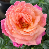 Rose 'Chicago Peace' - 3ft Standard (PICKUP ONLY) - Ladybird Nursery