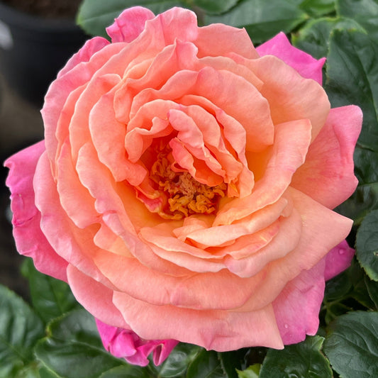 Rose 'Chicago Peace' - 3ft Standard (PICKUP ONLY) - Ladybird Nursery