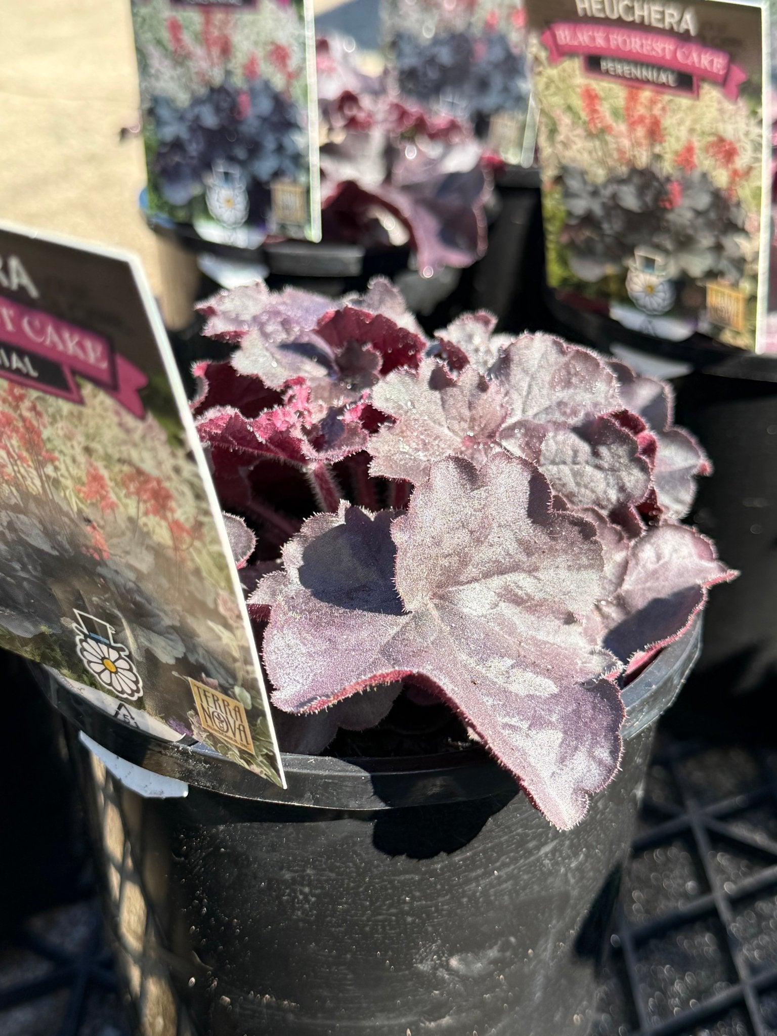Heuchera 'Black Forest Cake' - Ladybird Nursery