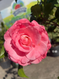 Camellia 'Nuccio's Cameo' - Advanced (PICK UP ONLY)