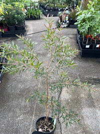 Leptospermum ‘Starry Night’ (Leptospermum obovatum) - Ladybird Nursery